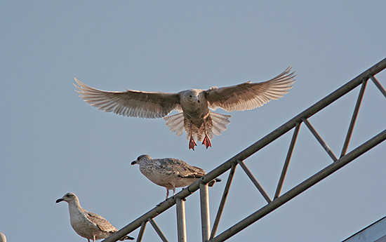 Grmge 1. vinterdragt, Skagen Havn, 31. marts 2007