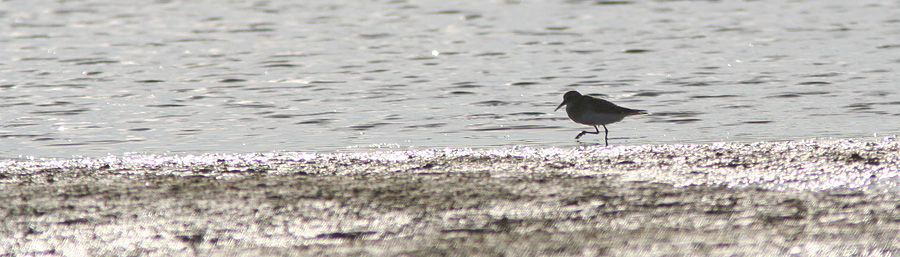 Bairdsryle 1k, Grenen Skagen, 6. september 2007