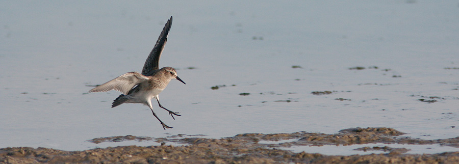 Bairdsryle 1k, Grenen Skagen, 6. september 2007