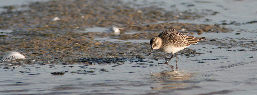 Bairdsryle 1k, Grenen Skagen, 6. september 2007