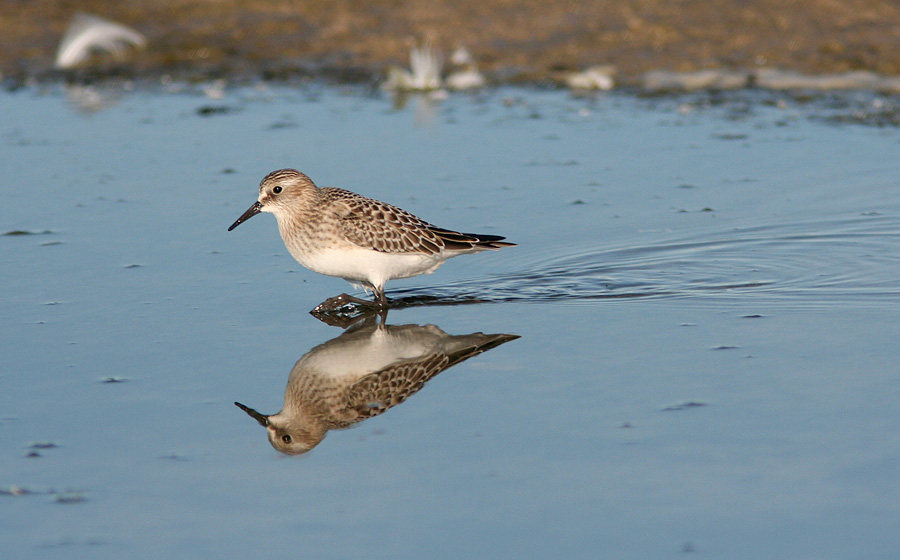 Bairdsryle 1k, Grenen Skagen, 6. september 2007