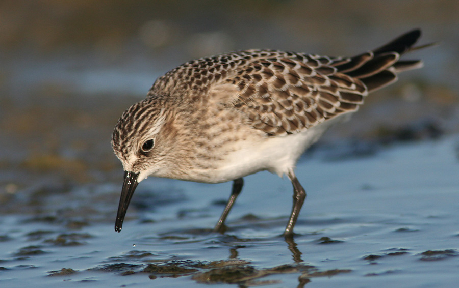 Bairdsryle 1k, Grenen Skagen, 6. september 2007