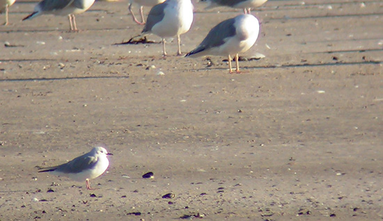 Bonapartemge, Hirtshals ststrand, 1. oktober 2004