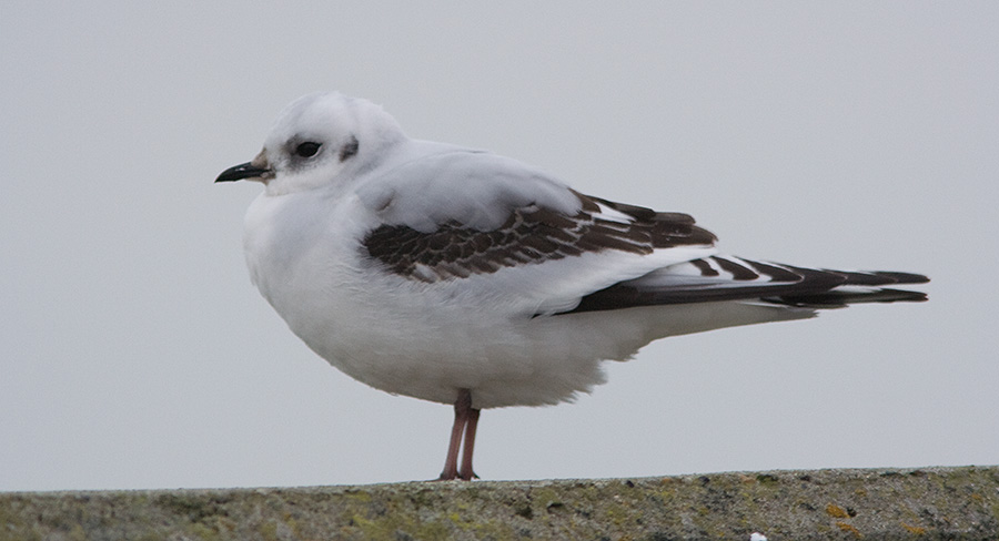 Rosenm�ge 1. vinter, Esbjerg Havn, 1. januar 2008